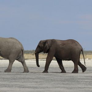 Botswana Flight Deals