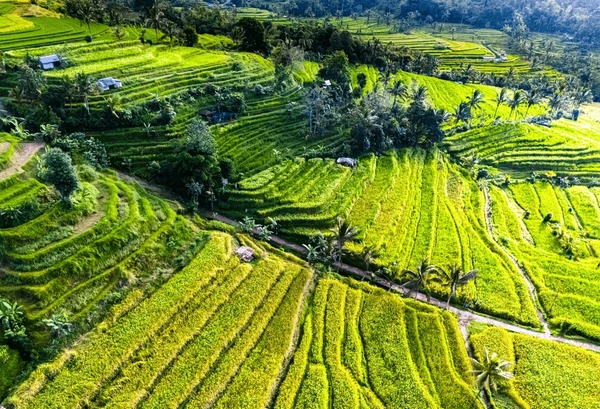 Bali Holiday