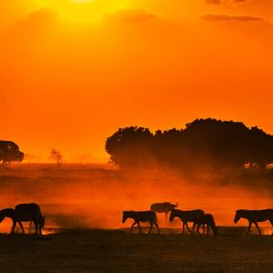 Kenya Flight Deals