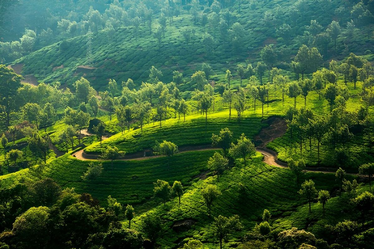 Kerala Harmony Escape – 5 Nights
