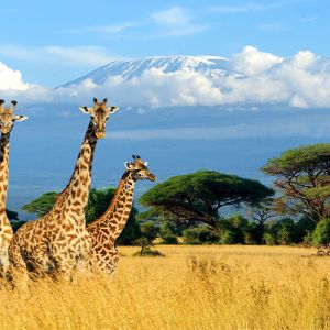 Tanzania Holiday Packages