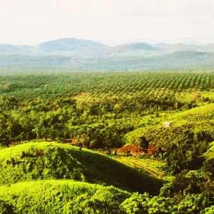 Wayanad Holidays